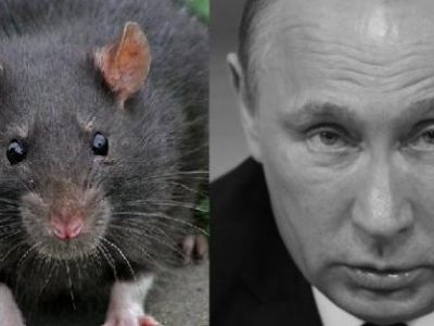 «Крыса, загнанная в угол…»: Западные СМИ пишут о проигрыше Путина по всем фронтам