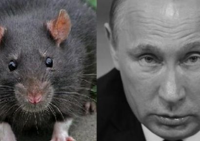 «Крыса, загнанная в угол…»: Западные СМИ пишут о проигрыше Путина по всем фронтам