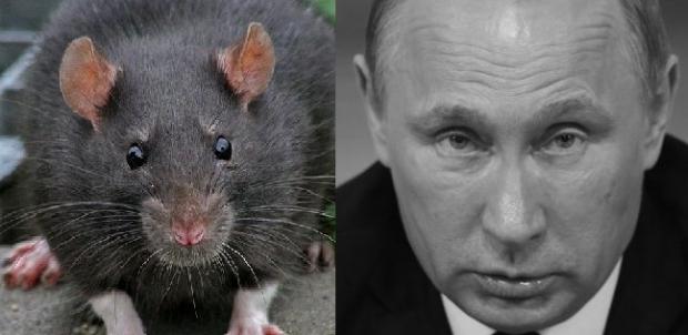 Путин крыса