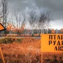 Чорнобильський ліс хочуть "розпиляти": у держлісгоспі орудують нові керівники з кримінальним минулим?