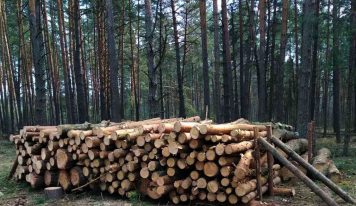На Київщині лісники нанесли збитки державі на 18 млн гривень