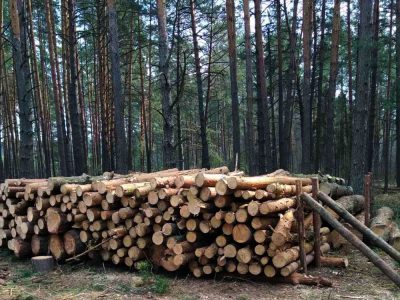 На Київщині лісники нанесли збитки державі на 18 млн гривень