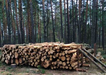 На Київщині лісники нанесли збитки державі на 18 млн гривень