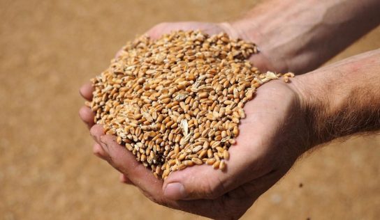 Экс-чиновники НААН присвоили зерна на 23 млн гривен