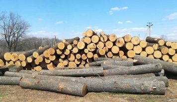 На Прикарпатье разоблачены чиновники, рубившие лес на заповедной территории